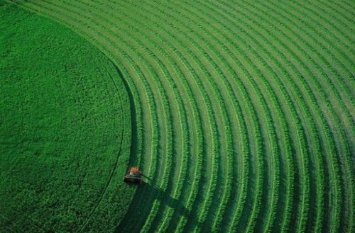 血泪教训：千万别在雨天播种！我的梧桐籽泡成胖大海，现在阳台还飘着“小伞兵”