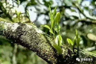 茶花苞饱满却不开，是何原因阻碍绽放
