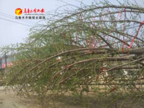 银杏树价格揭秘：你真的知道吗？