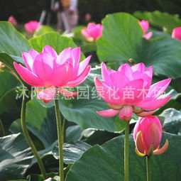 荷花种子买贵不贵？啥价格合适啊？