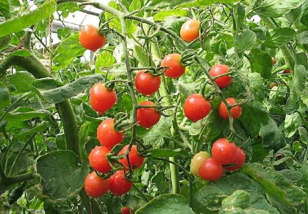 番茄种植那些事儿：病虫害的烦恼