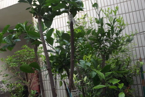 1. 蔷薇科的花木