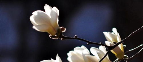 玉兰花种植小贴士