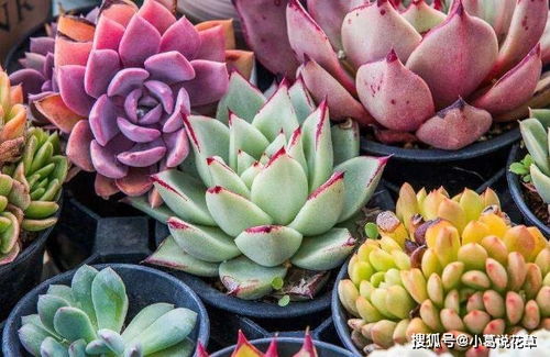 私信TA多肉植物分叉的修剪方法