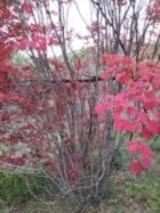 五角枫， 绿得让人心醉