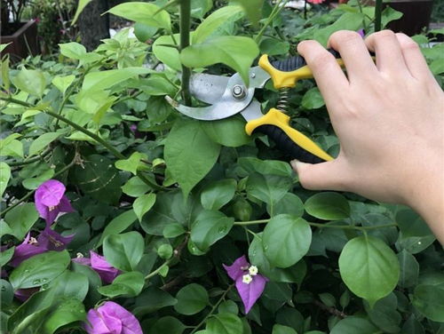 阿司匹林也嫩救花