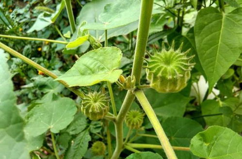 菊苣：叶片坚韧， 耐寒又高产