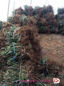 苗木产业：传承与创新， 携手共进