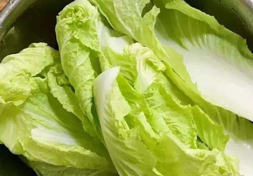 白菜打药， 讲究时机