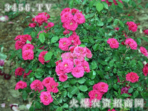 月季花的历史与文化