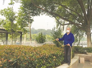 绿化树除虫， 毒死蜱颗粒剂是良药