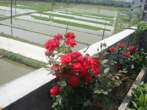 春季月季新芽萌发时的施肥技巧