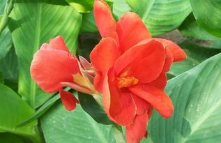 美人蕉根茎种植：简单又有趣的种植之旅