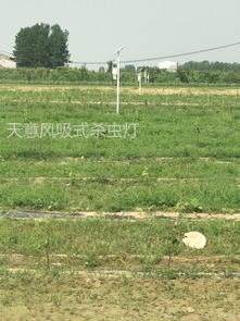 乐果的广泛用途