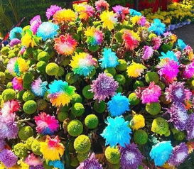 菊花的生命力， 就像是顽强的精神