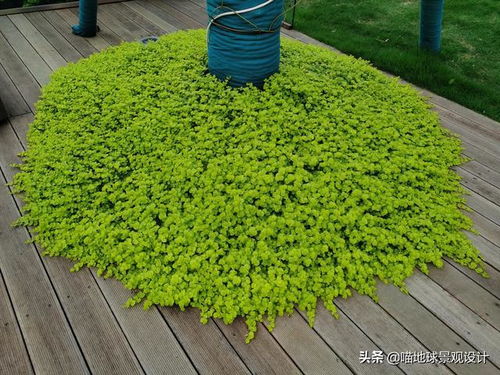 马尾松：耐旱耐寒， 适应性广