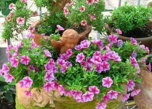 矮牵牛花养殖，如何让花开满盆