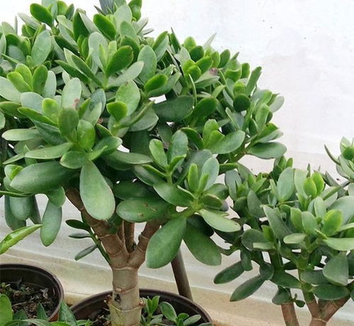 浇水与施肥的艺术