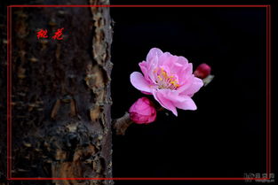 春日花卉手工制作， 留住美好时光