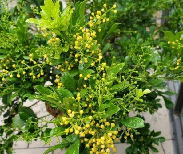 盆栽菊花黄叶怎么办？预防措施有哪些
