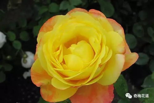 惯与橙钻的价格，你了解多少