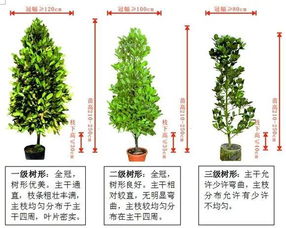 苗木分级小秘密：一级苗与二级苗的辨别之道