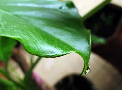 上海老弄堂的杨叔种虎尾兰的绝招