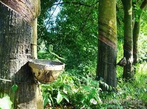 对比实验数据， 了解气候对橡胶树的影响