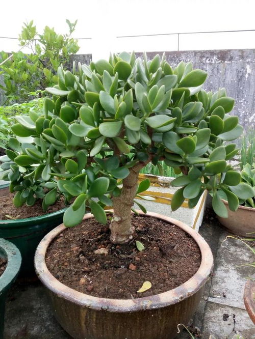 适宜的温度与光照