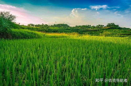 纹枯病， 也是个头疼的问题