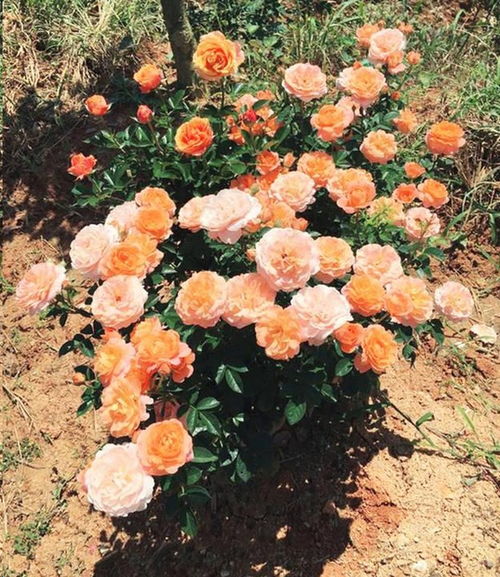 土壤环境恶化， 月季根系受影响