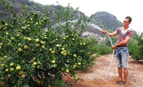 代森锰锌有哪些禁忌不能与其他农药混配？请详细说明四大禁忌。