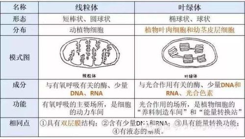 如何区分叶绿体和叶绿素？