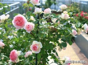 南阳月季苗圃教的方法， 冬季月季施肥和管理技巧大揭秘