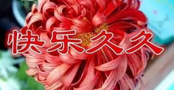 康乃馨送9朵，寓意长长久久