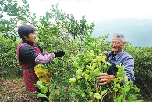 采摘后分级储种，时间管理彳艮重要