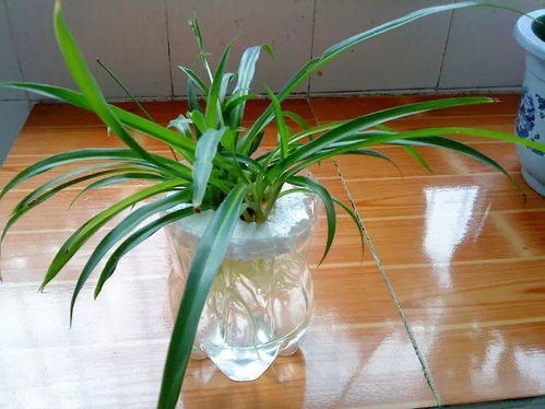 水培吊兰的生长秘诀