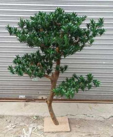 罗汉松：绿意盎然 形态各异