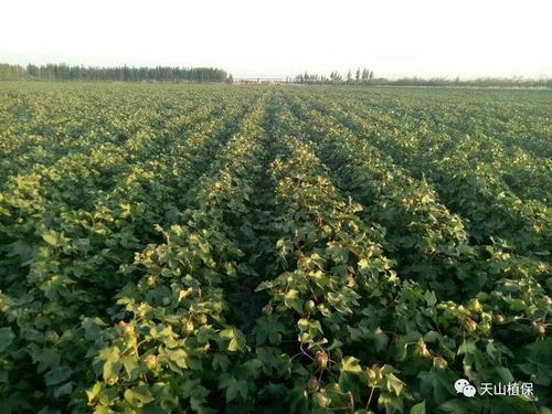 三、 小茴香对棉花的益处