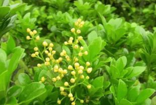 黑麦草， 提高草地覆盖率