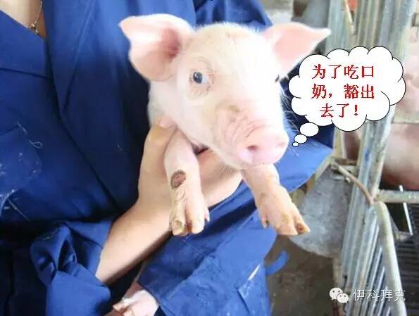 夏季高温，母猪奶水提升秘籍有哪些