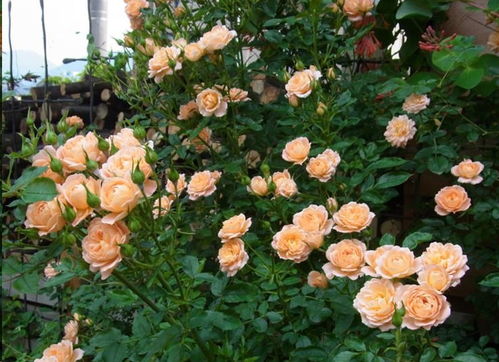 绿色月季，绿意盎然的世界