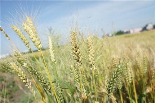 鲁研955小麦品种产量高，需掌握栽培技术要点