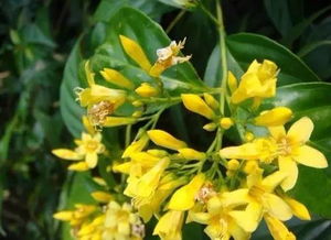 实战清单：躺着收钱的神仙花