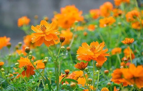 硫华菊残花处理？如何让美丽延续