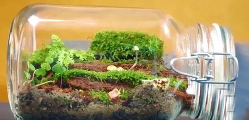 罗汉松， 沉稳的守护者