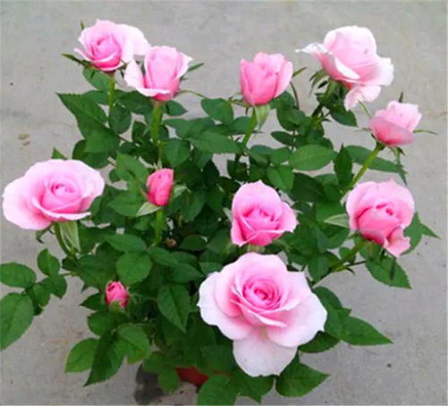 月季的花眼：园艺家的巧妙设计