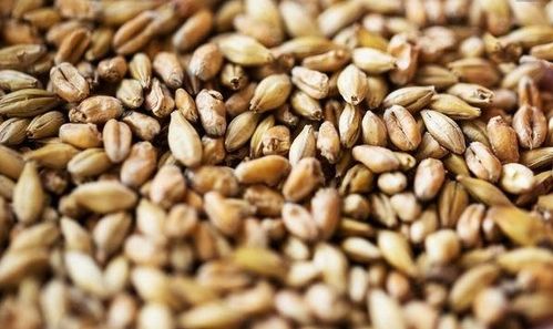 白芷种子播种前的“洗礼”