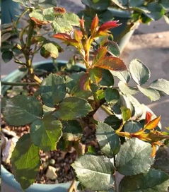 一：选择合适的时间