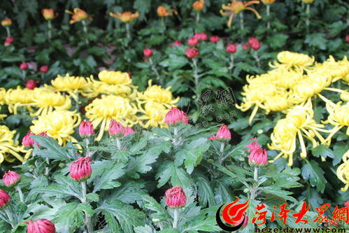 菊花什么季节开？秋季绽放